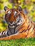 pic for Wildlife, Tiger